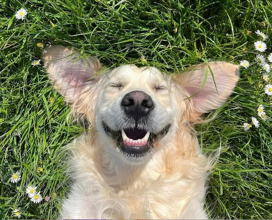 Die Fürsorge für deinen Hund: Kleine Dinge mit großer Wirkung